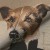 1.251031.1082.630 - Fancy Dog