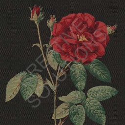 1.251031.1076.315 - Elegant Rose