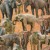 Colour: Elephants