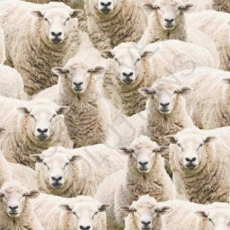 1.151030.1430.105 - Sheep Flock Together
